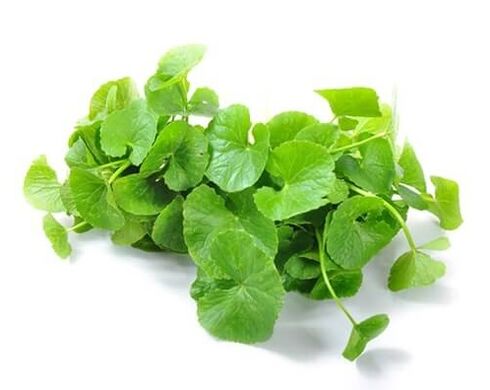 Weiprost contains gotu kola (Centella asiatica)